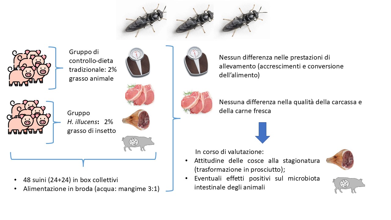 Abstract grafico della soluzione