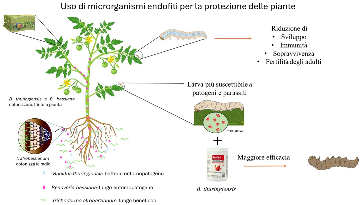 Abstract grafico della soluzione