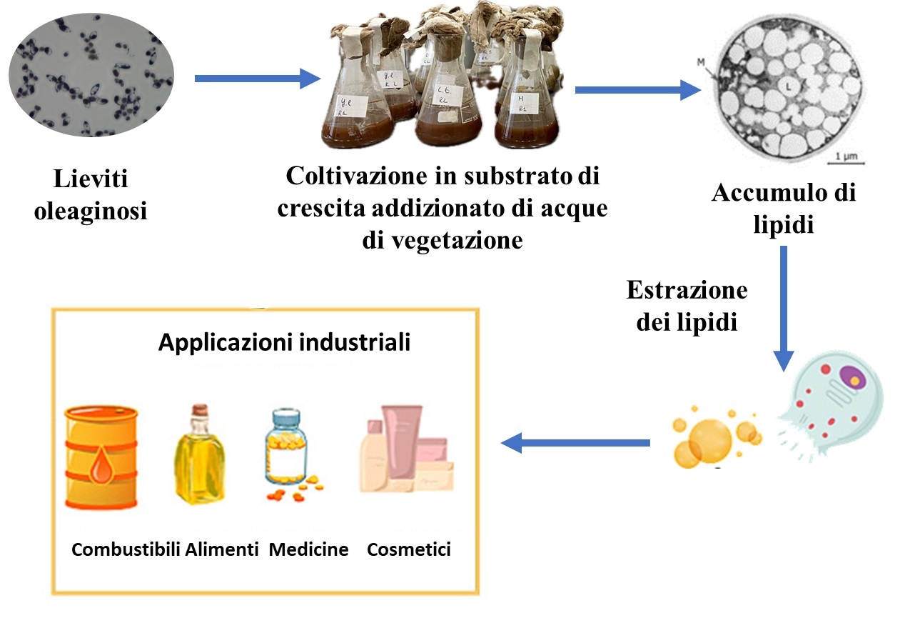 Abstract grafico della soluzione